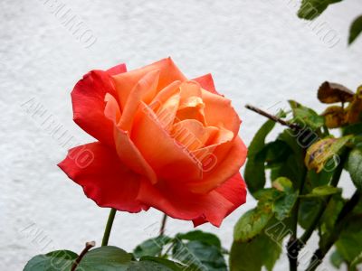 Red Rose