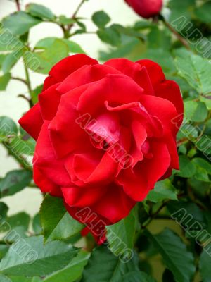 Red Rose