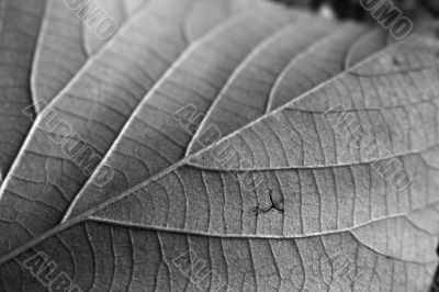 Fallen Leaf