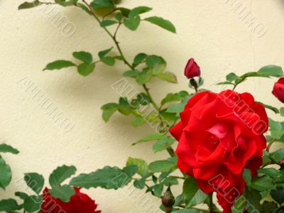 Red Rose