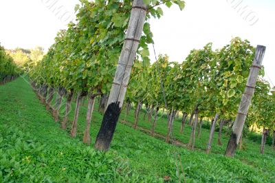 Grapes