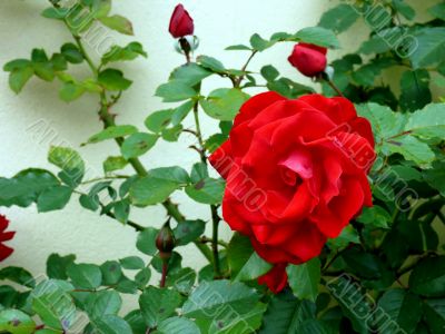 Red Rose