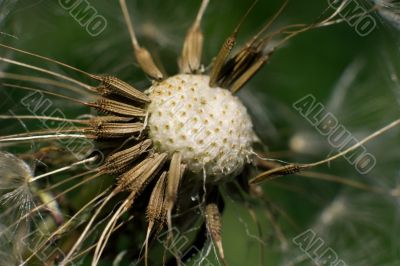 Dandelion