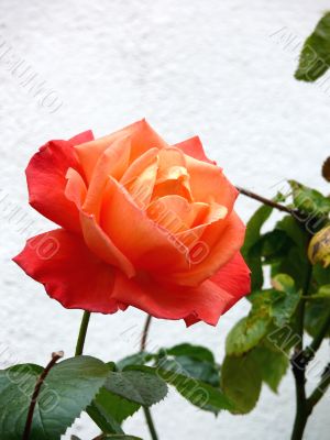 Red Rose