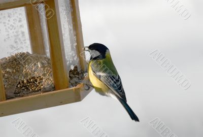 Bird Feeder