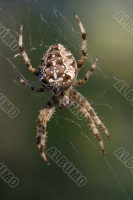 Spider