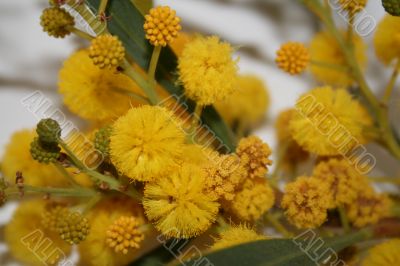 blooming mimosa.