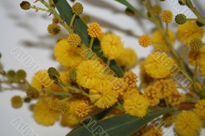 mimosa