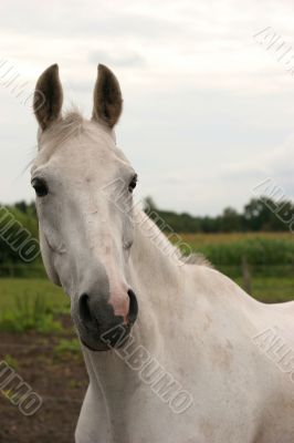 Curious grey horse