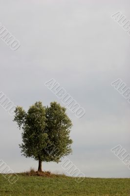 Single tree