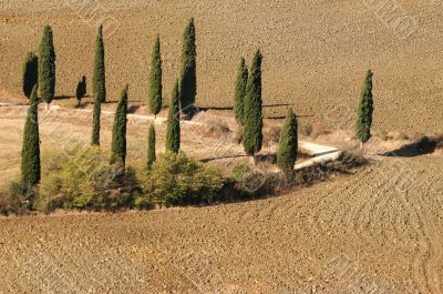 Tuscan cypress trees