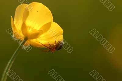 Spider on flower