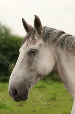 White horse