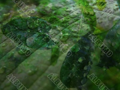 an ecological background