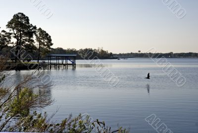 Pelican at Dawn