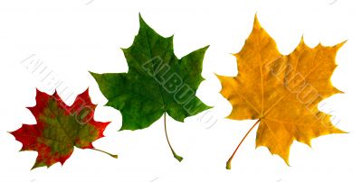 Maple leaf