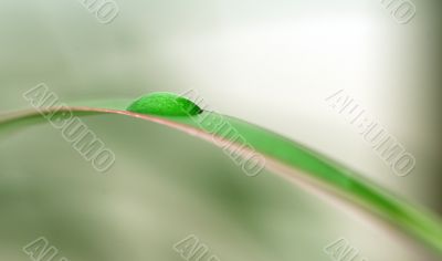 Close-up of water drop on a leaf