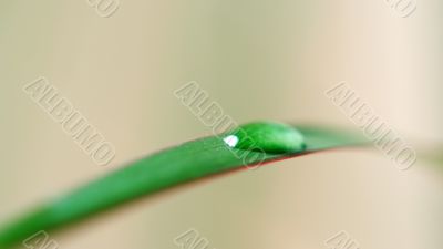 Close-up of water drop on a leaf