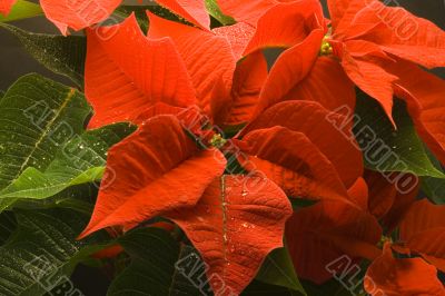 Poinsettia with droplets of water