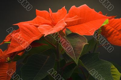 Poinsettia