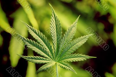 marijuana