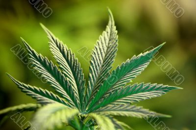 cannabis leaf
