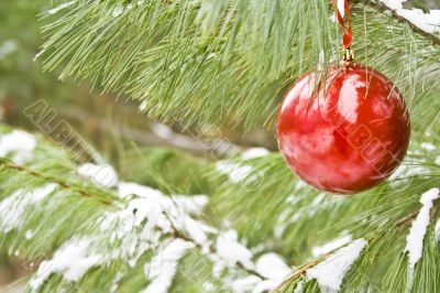 chirstmas bulb