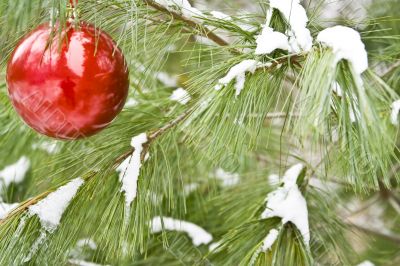chirstmas bulb