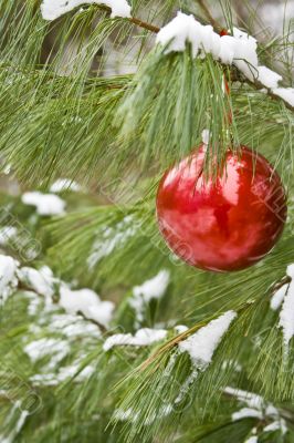 chirstmas bulb