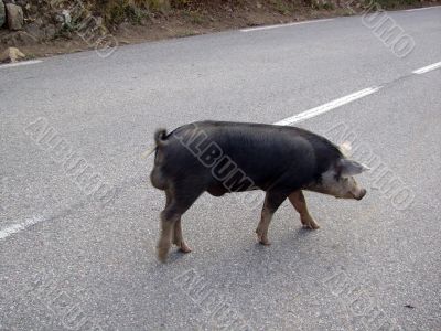 pig