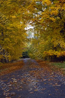 Mountain Road in Autumn