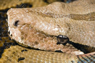 Head of a Boa