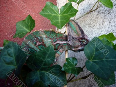 Chameleon on Ivy