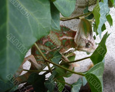 Chameleon on Ivy