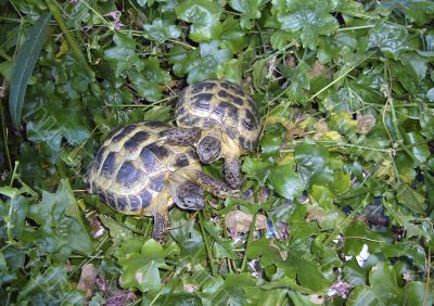 Testudo Horsfieldi
