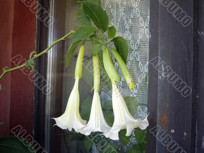 Datura