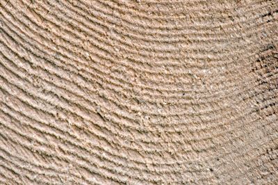 Wood Texture