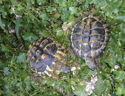 Testudo Hermanni