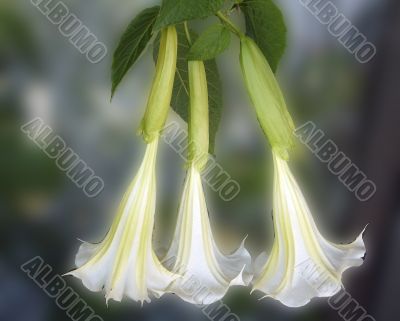 Datura