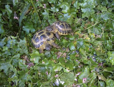 Testudo Horsfieldi
