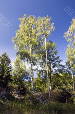 Birch Trees