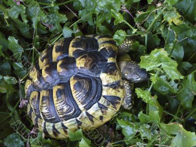 Testudo Hermanni