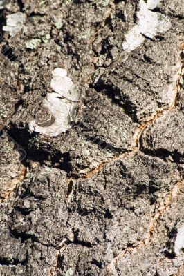 Birch Bark