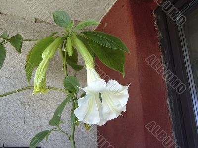 Datura