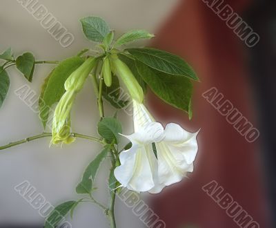 Datura