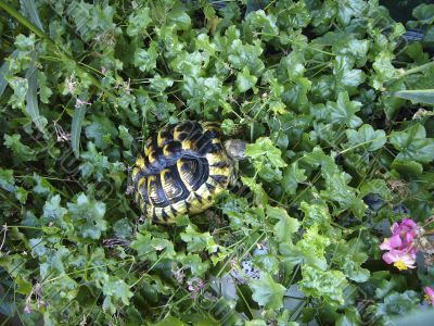 Testudo Hermanni