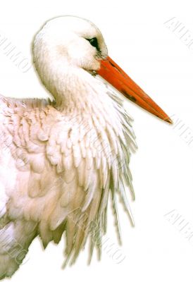 White stork Ciconia ciconia