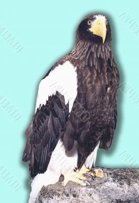 Sea eagle Haliaeetus pelagicus