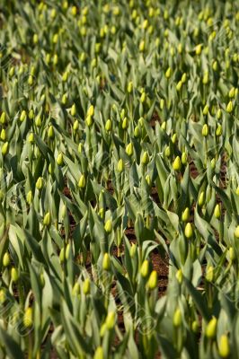 Spring tume background