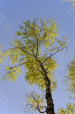 Birch in a spring